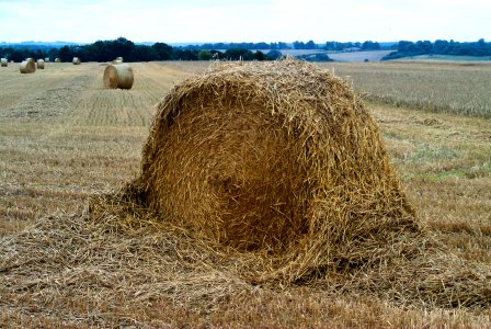 Fields of Gold