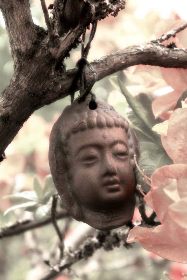 Buddha on a Branch