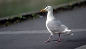 A Seagull Introspective