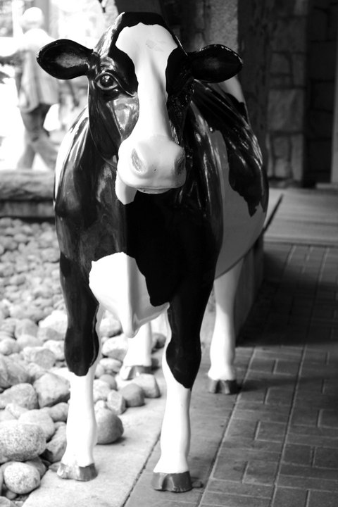 Moo!