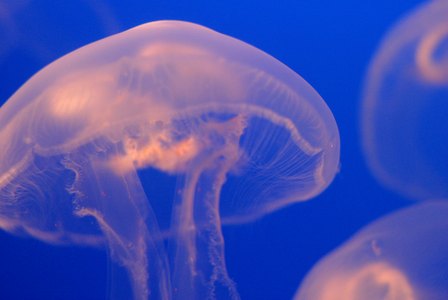 Jellyfishy