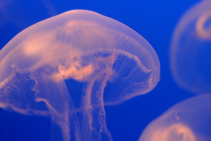 Jellyfishy