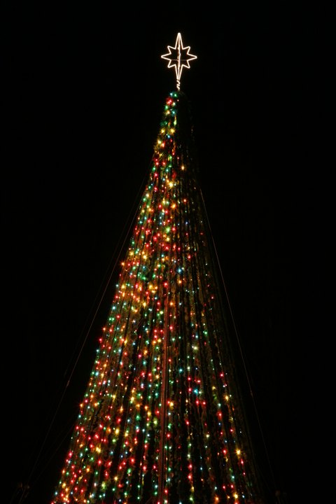 Tree of Lights