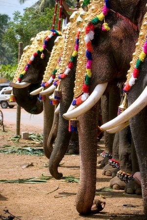 Elephant Line