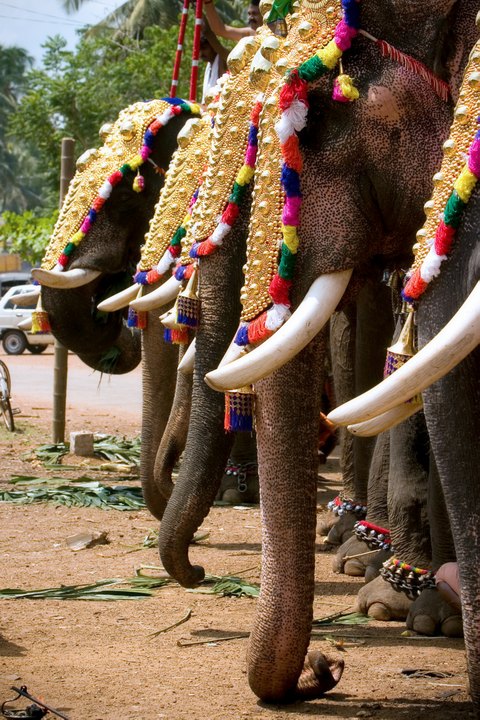 Elephant Line
