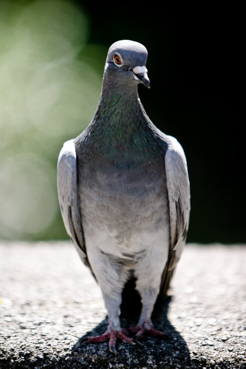Earl Grey, Himself