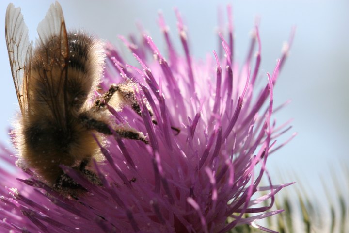 He Worked Hard for the Honey
