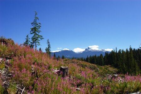 Alpine Meadows