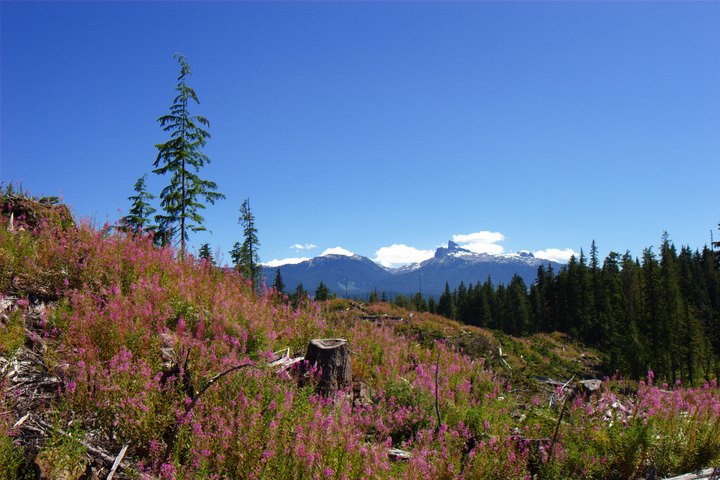 Alpine Meadows