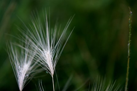 Wispy