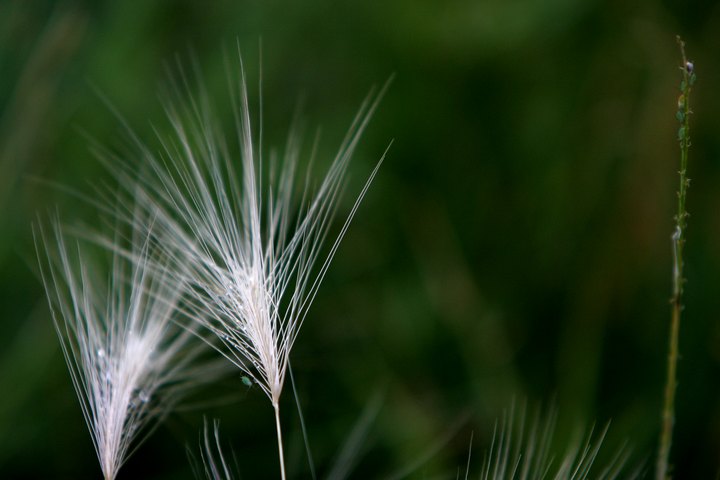 Wispy