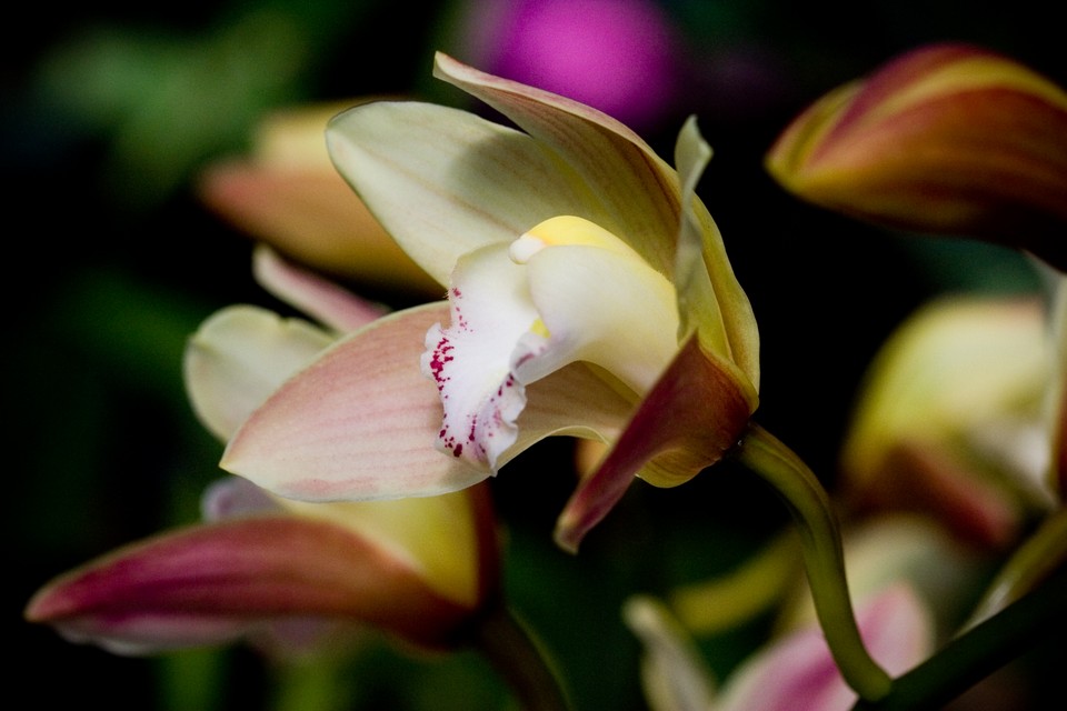 Orchidstratus