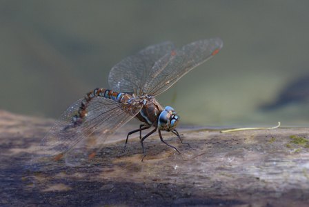 Dragonfly Standing By