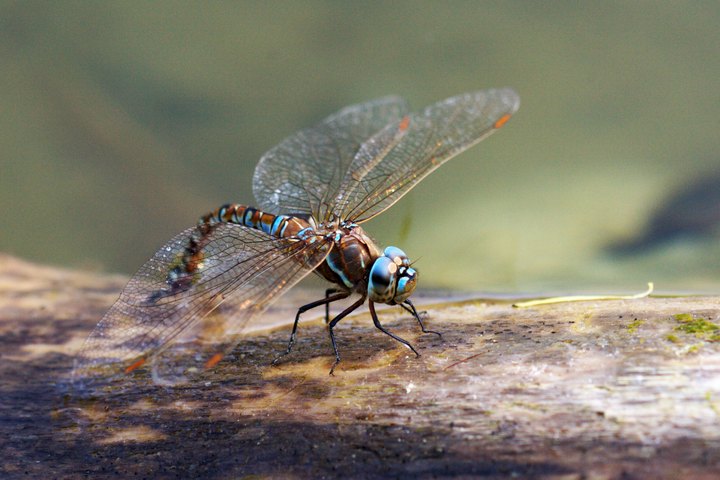 Dragonfly Standing By