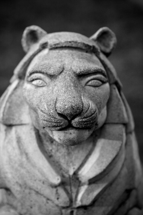 Trusty Lion