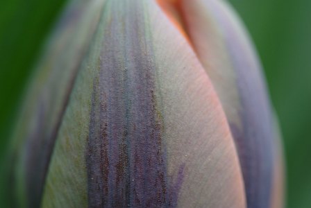 Anytime Now, Spring...
