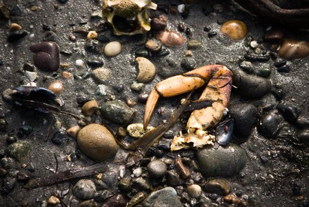 Dismembered