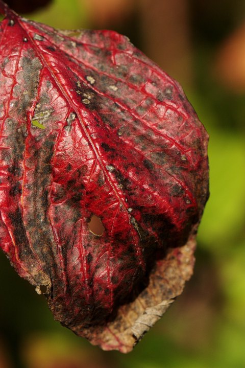 Leather Leaf
