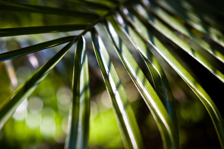 Depth of Palm