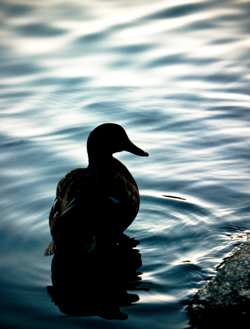 Duck Silhouette