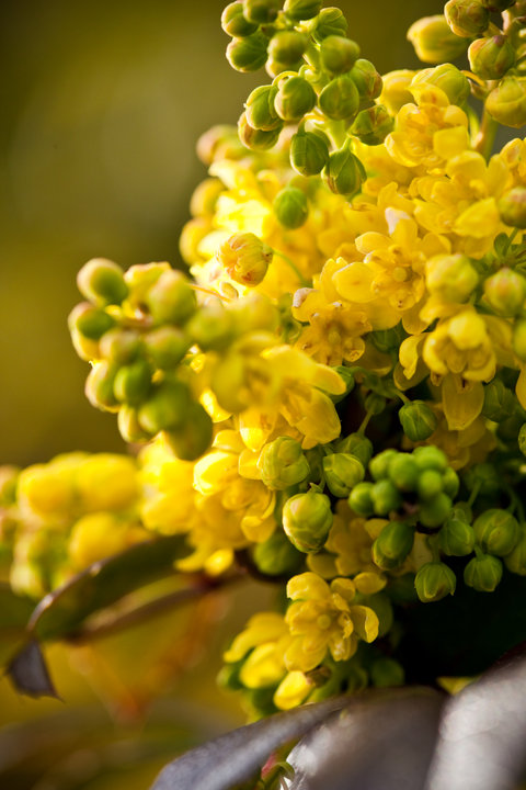 Oregon-Grape