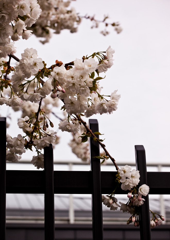 Sakura on the Fence