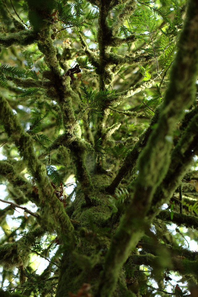 In a Tree of Moss