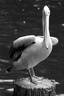 Pelican in Black and White