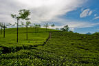 Up the Tea Paths of Munnar