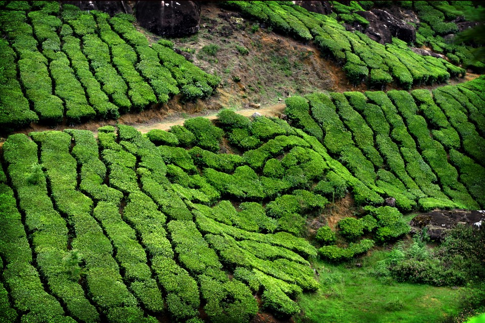 More Fields of Tea