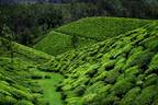 More Fields of Tea