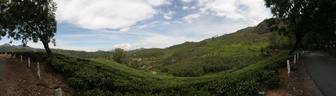 Tea Fields of Munnar