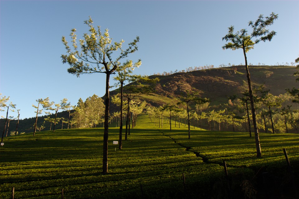 Tea Fields at Sunrise