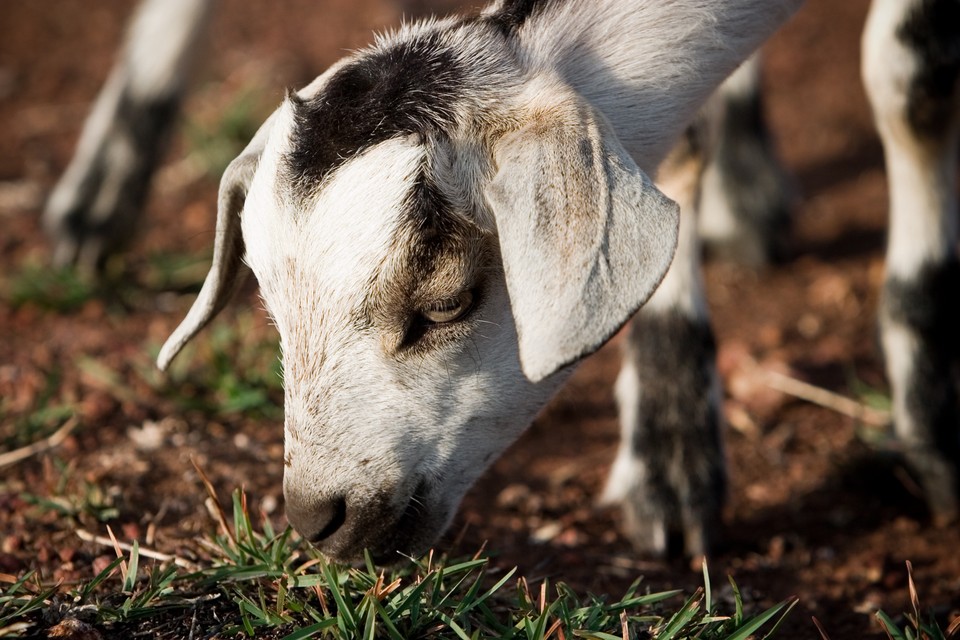 Mischievous Little Goat