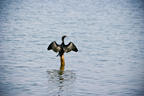 Cormorant Poised on a Post