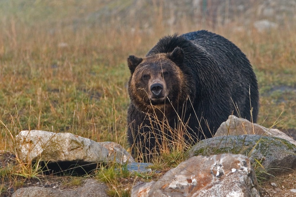 Close Encounters of the Bear Kind
