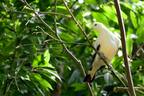 The Posing White Dove