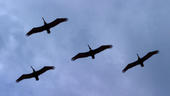 Pelican Formation