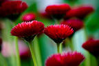 Sprightly Explosions of Red