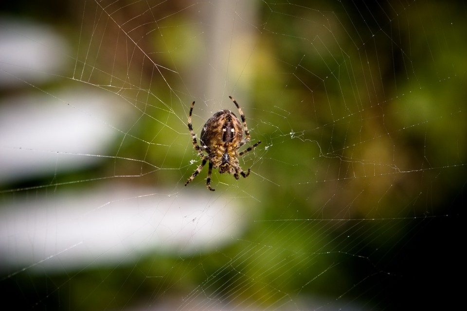 The Mighty Web That We Weave