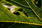 The Veins of Leaf