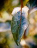 Leaf Coated in Dew Drops