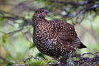 A Grouse in a Spruce