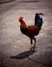 Why Did the Rooster Cross the Road?
