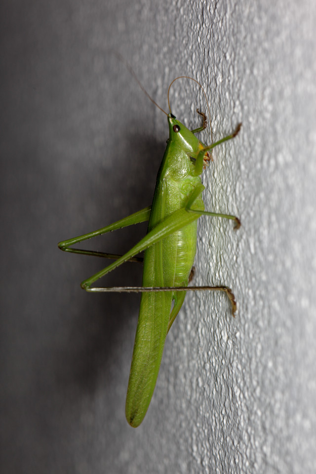 Green as Grasshopper