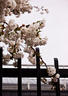Sakura on the Fence