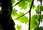 Leaf-Sky Decoupage