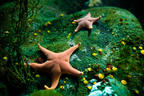Stars & Seaweeds Forever