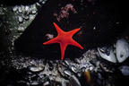 The Red Star of the Sea
