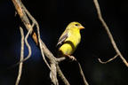 Yellow Finch in a Pinch